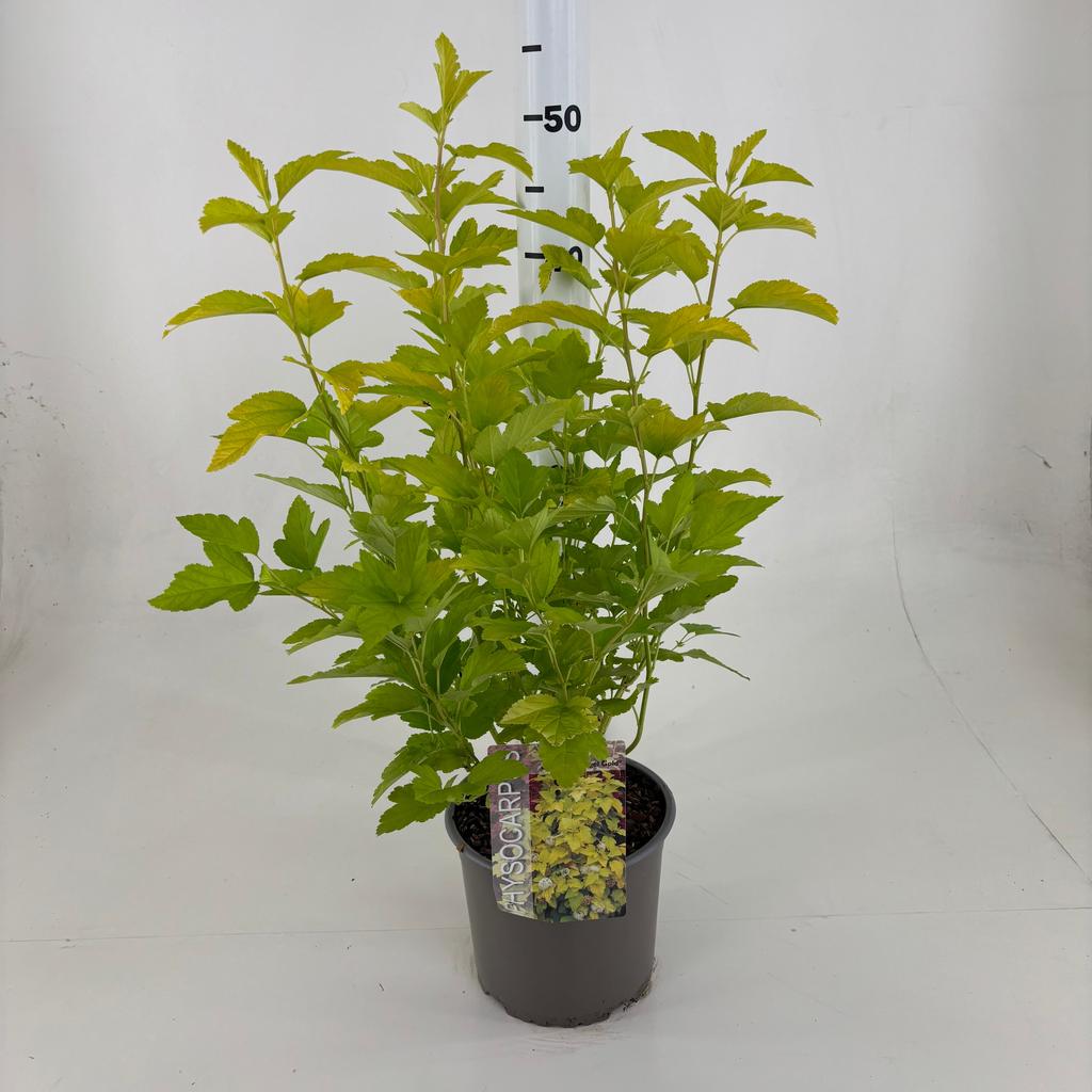 Picture of Physocarpus opu. Minange Angel Gold P19 (3 Ltr)