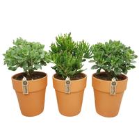 Crassula mix in Terracotta Vase-pot