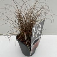 Carex com. Bronze Form