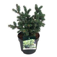 Picea pung. Lucky Strike