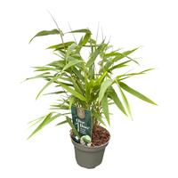 Fargesia Rufa (One Boo)