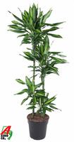 Dracaena Cintho 90-60-30-15