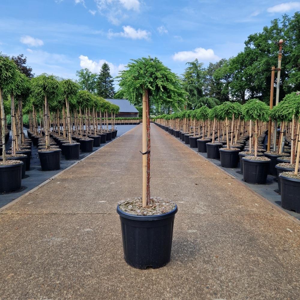 Picture of Juniperus com. Green Mantle C15 60/STD