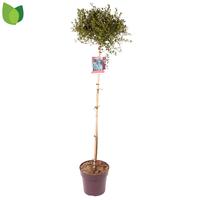 Ceanothus imp. Victoria