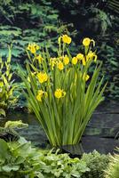Iris pseudacorus