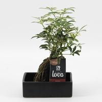 Lova Schefflera Luseana Variegata