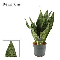 Sansevieria Super Green