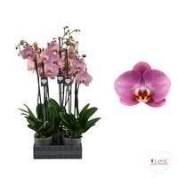Phalaenopsis hybrid Honey Peach
