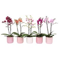 Phalaenopsis hybrid Multiflora in varieties in BGC060 ceramics