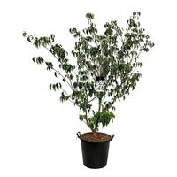 Cornus kousa Weisse Fontaine