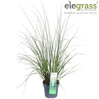 Cortaderia sell. Evita