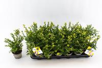 Ilex cr. Dark Green