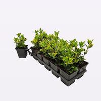 Euonymus jap. Aureomarginatus