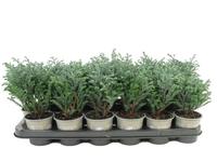 Chamaecyparis pis. Blue Moon - - Tray 18 × 5 £ 1.70 (Tray) £ 1.59 Shelf £ 1.56 Trolley Tray £ 1.70 × 18 (2.5%)