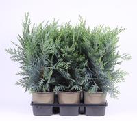 Chamaecyparis law. Pelt's Blue'