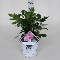 Hydrangea arb. Pink Annabelle