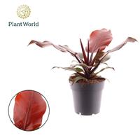 Philodendron Sunlight