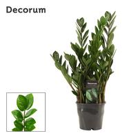 Zamioculcas Lima 5+ leafs
