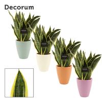 Sansevieria Superba in Carly (Craft world-collection)