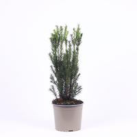 Taxus media Hillii
