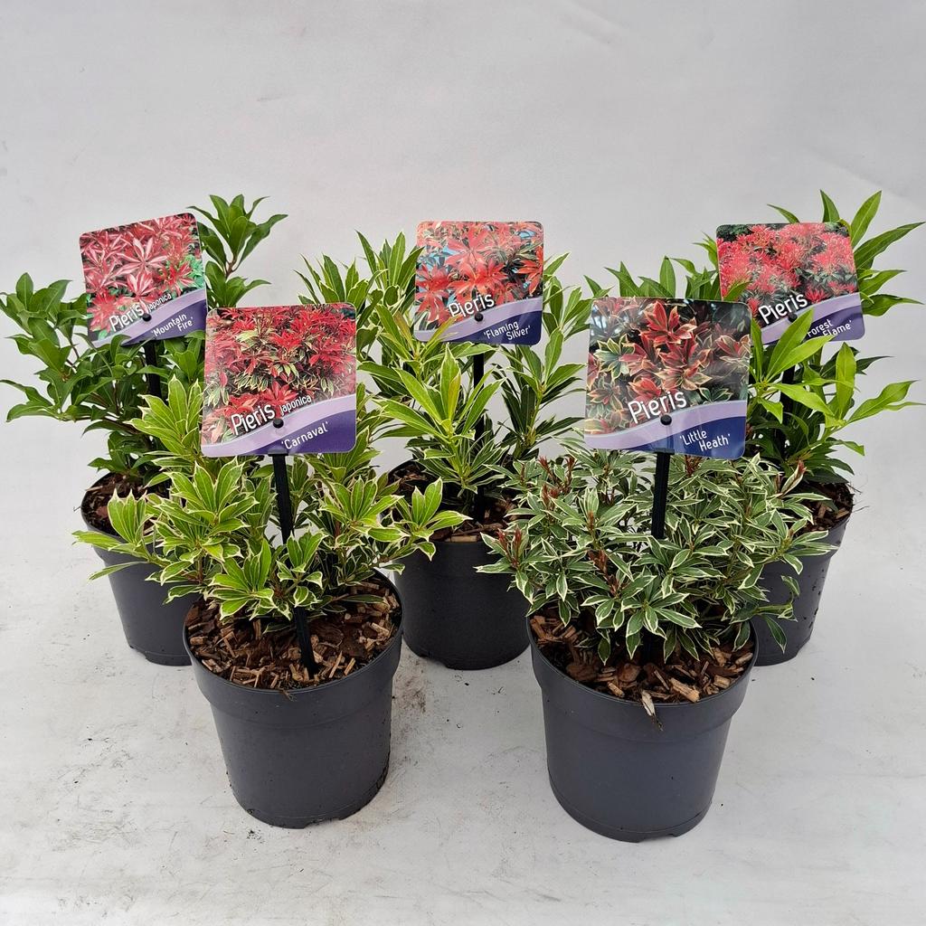 Picture of Pieris jap.in varieties P13
