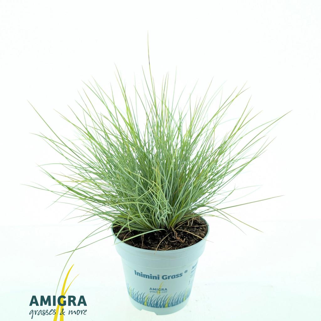 Picture of Festuca glauca AmiGold P10.5