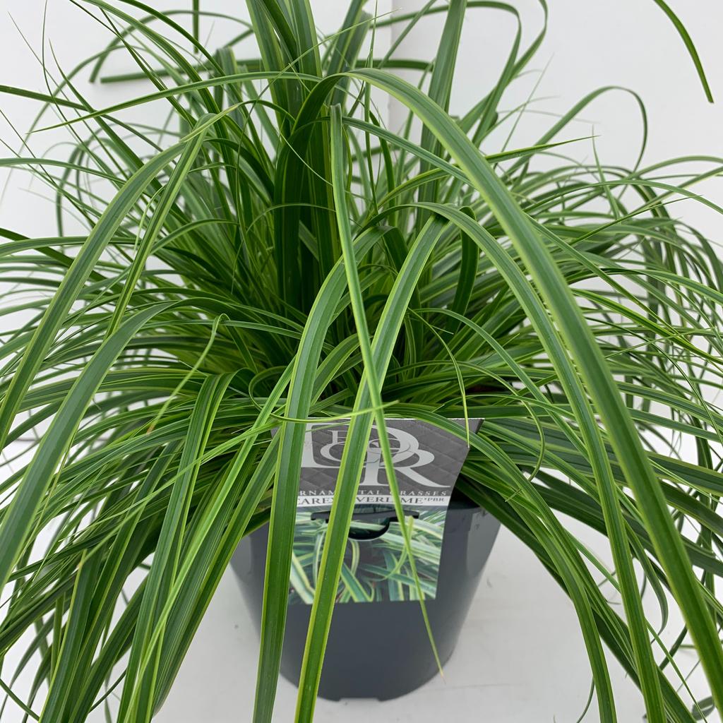 Picture of Carex Everlime P23 (5 Ltr) SQUARE