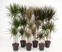 Dracaena marginata in varieties 90-60-30 (MIXDR96314 )