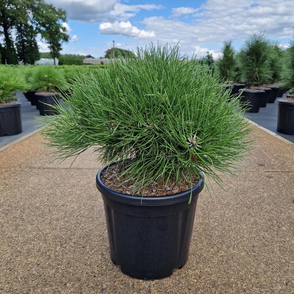 Picture of Pinus nigra Marie Bregeon C11 30/+