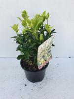 Euonymus jap. Annies Spring