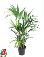 Howea forsteriana (Kentia) 6PP