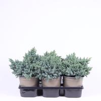 Juniperus squa. Blue Star