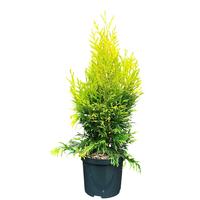 Thuja p. 4ever Goldy®