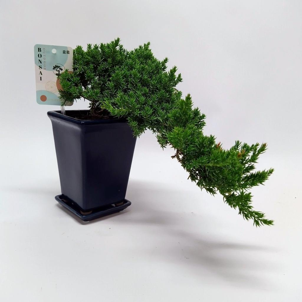 Picture of Bonsai Juniperus chin. Cascade (outdoor) CERAMIC-14-CM-BOWL