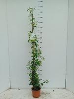 Trachelospermum jasminoides