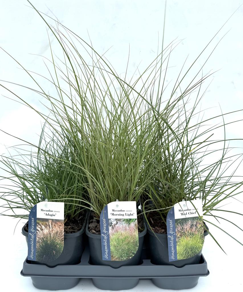 Picture of Miscanthus in varieties P17 (2 Ltr)