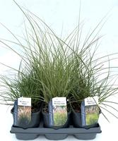 Miscanthus sin. in varieties