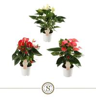 Anthurium Top in 3 varieties
