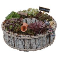 PTS7437 Arrangement Sempervivum in wooden boxk