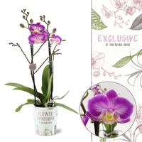 Phalaenopsis hybrid Flower Symphony Heroes