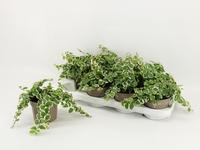 Ficus Pumila Belle Sunny
