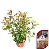 Photinia fra. Magical Volcano