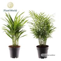 Houseplants in varieties Palm Mix XL