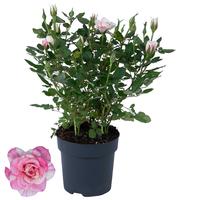 Rosa Pilia Pink (2-3)