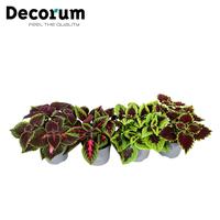 Coleus in varieties (Plectranthus)