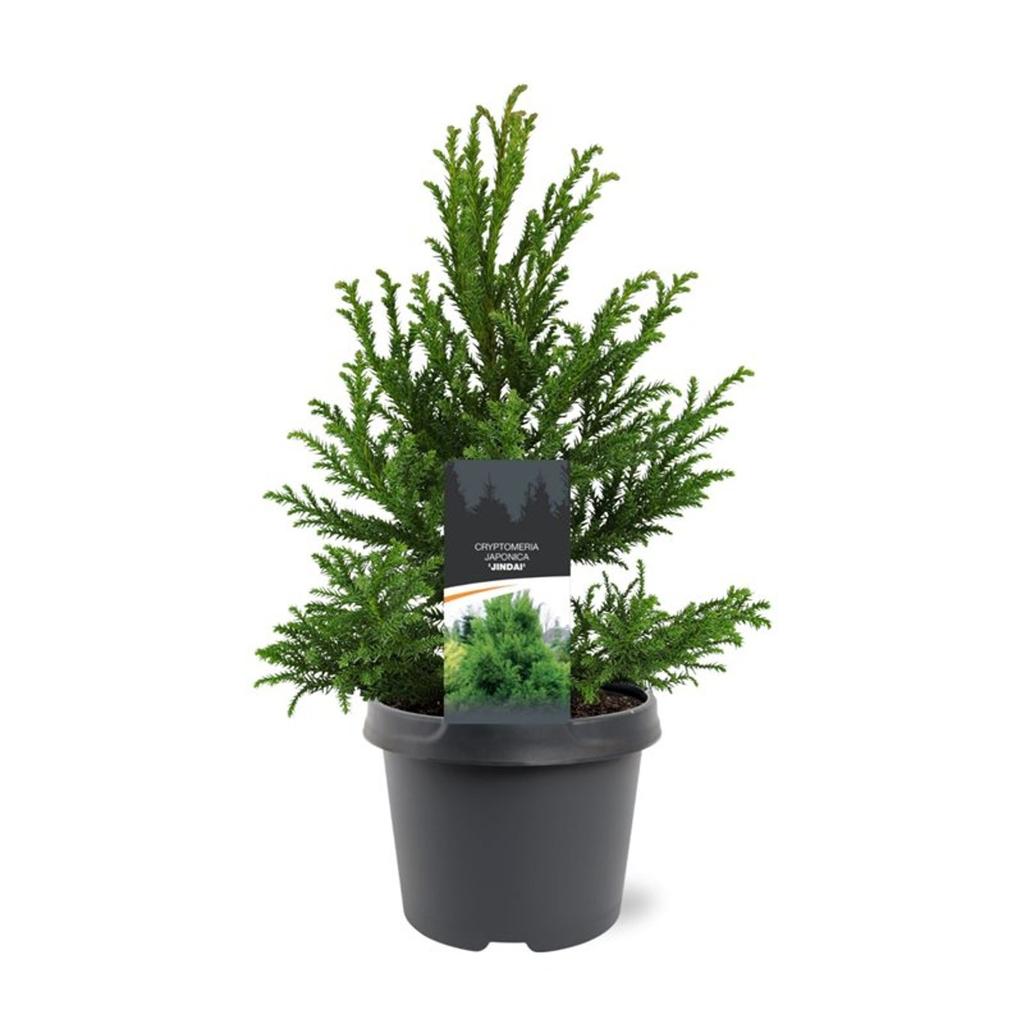 Afbeeldingen van Cryptomeria japonica Jindai P19 (3 Ltr)