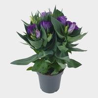 Lisianthus Bolero Deep Blue