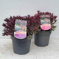 Hebe Magicolors in varieties