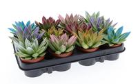 Echeveria Miranda Rainbow tips mix colors