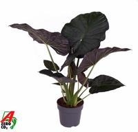 Alocasia Regal Shields